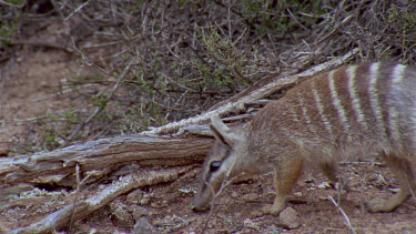 Numbat or banded anteater foraging