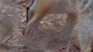 Numbat or banded anteater foraging  ants on feet