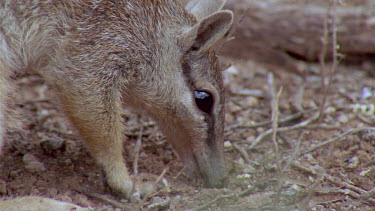 Numbat or banded anteater foraging  ants on feet