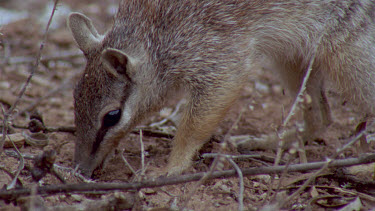 Numbat or banded anteater foraging  ants on feet