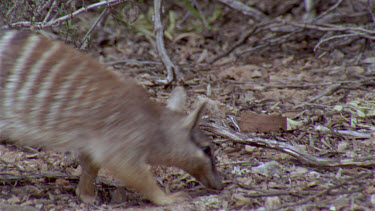 Numbat or banded anteater foraging