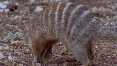 Numbat or banded anteater foraging