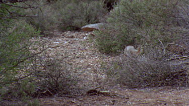 Numbat or banded anteater foraging