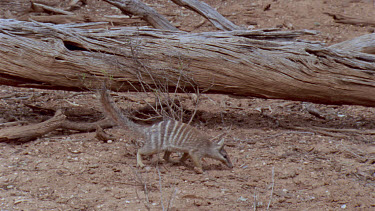 Numbat or banded anteater foraging