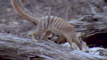 Numbat or banded anteater foraging on log