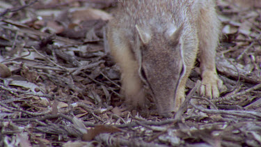 Numbat or banded anteater foraging