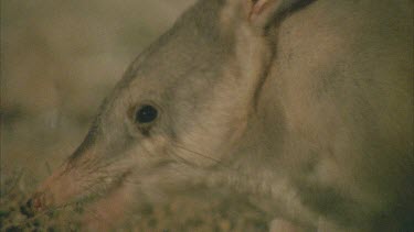 Close up of a Bilby