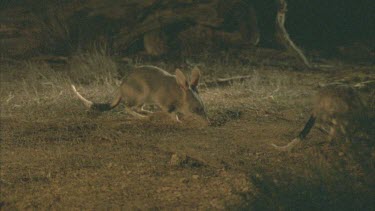 Pair of Bilbies on the ground at night