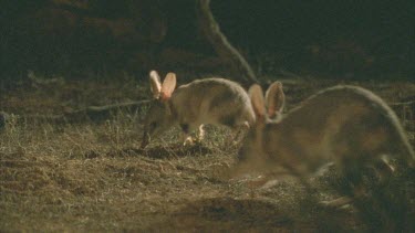 Pair of Bilbies on the ground at night