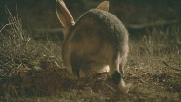 Bilby on the ground at night
