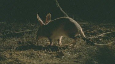 Bilby on the ground at night