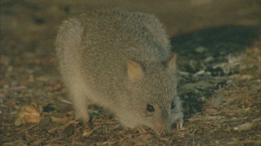 Burrowing Bettong on the ground at night