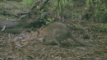 Red-Necked Pademelon in a forest