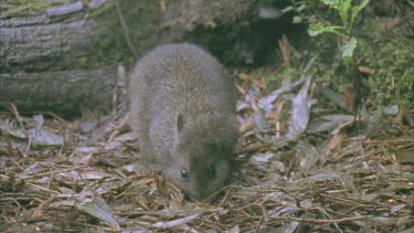 Burrowing Bettong on the ground