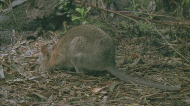 Burrowing Bettong on the ground