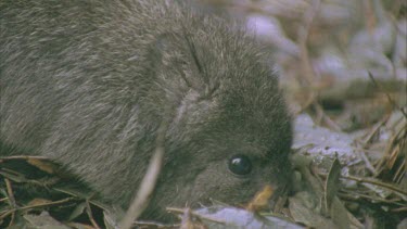 Burrowing Bettong on the ground