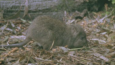 Burrowing Bettong on the ground