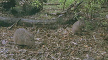 Burrowing Bettongs on the ground