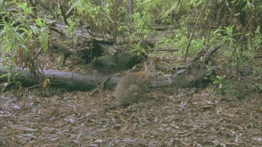 CM0001-WC-0043344 Red-Necked Pademelon on the ground