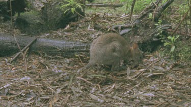 Red-Necked Pademelon on the ground