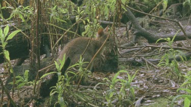 Red-Necked Pademelon on the ground