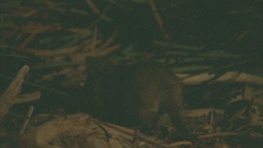 Burrowing Bettongs on the ground at night