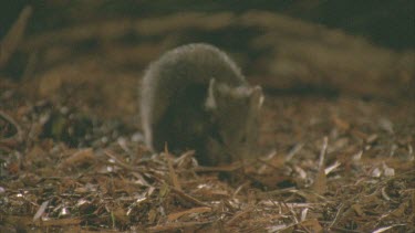 Burrowing Bettong on the ground at night