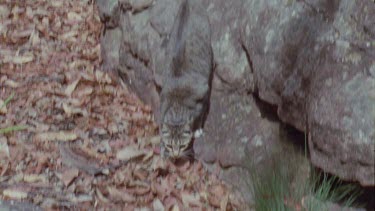 Feral Cat exploring a rocky trail