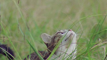 Slow motion of a Feral Cat jumping in the grass