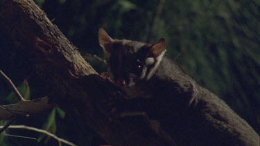 Sugar Glider on a tree branch at night