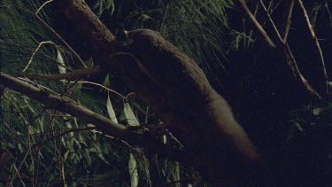 Sugar Glider on a tree branch at night