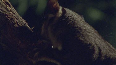 Close up of an Sugar Glider on a tree branch at night