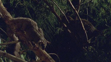 Sugar Glider and Feral Cat on tree branches at night