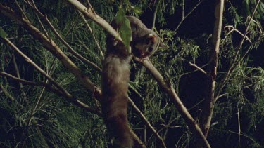 Sugar Glider eating on a tree branch at night