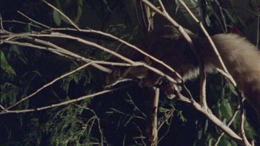 Sugar Glider on a tree branch at night