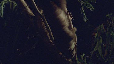 Sugar Glider climbing a tree branch at night
