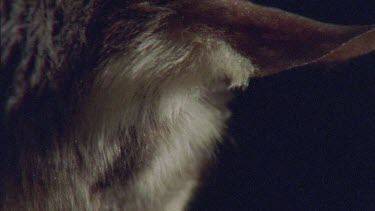 Close up of an Sugar Glider head