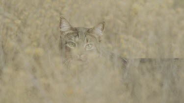 Close up of a Feral Cat in the grass