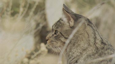 Close up of a Feral Cat in the grass