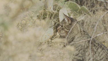 Close up of a Feral Cat in the grass