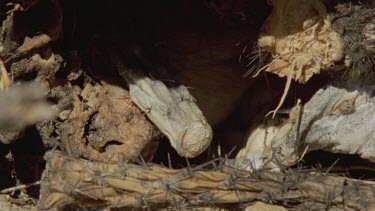 Arizona Native Mouse in a den
