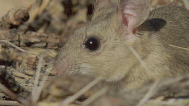 Close up of a Arizona Native Mouse