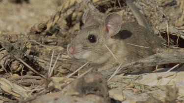 Close up of a Arizona Native Mouse