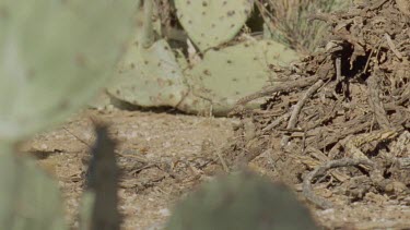 Arizona Native Mouse scurrying on the ground