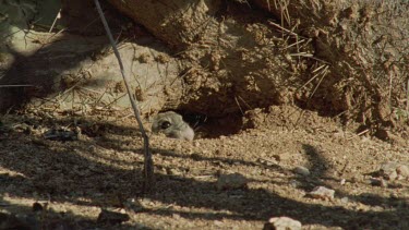 Arizona Native Mouse leaving and returning to a den