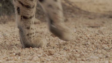 Close up of Feral Cat paws on dirt