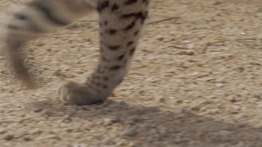 Close up of Feral Cat paws on dirt