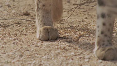 Close up of Feral Cat paws on dirt