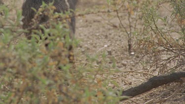 Close up of Feral Cat paws on dirt