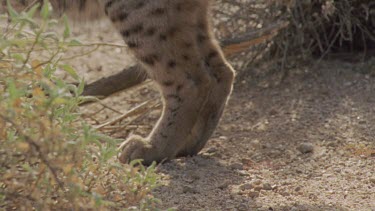 Close up of Feral Cat paws on dirt